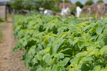 Holt Allotments