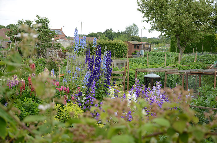 Holt Allotments